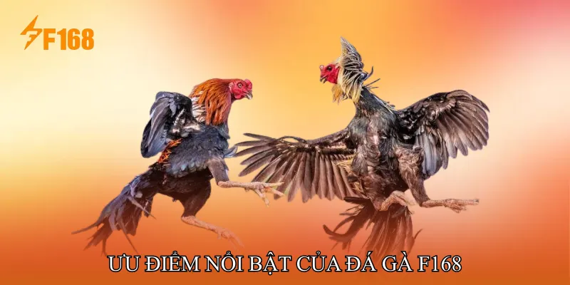 Ưu Điểm Nổi Bật Của Đá Gà F168